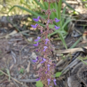 Plectranthus scutellarioides at Douglas-Daly, NT - 12 Jul 2024