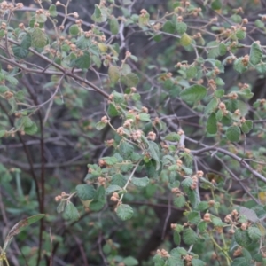 Pomaderris eriocephala at Lyons, ACT - 12 Jul 2024