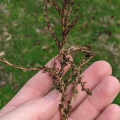 Unidentified Other Shrub at Canberra, ACT - 12 Jul 2024 by MattM