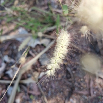 Unidentified Other Shrub at Douglas-Daly, NT - 12 Jul 2024 by AliClaw