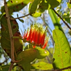 Decaisnina signata (Mistletoe) at Douglas-Daly, NT - 12 Jul 2024 by AliClaw