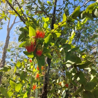 Decaisnina signata (Mistletoe) at Douglas-Daly, NT - 12 Jul 2024 by AliClaw