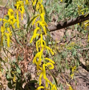 Acacia lamprocarpa at Douglas-Daly, NT - 12 Jul 2024