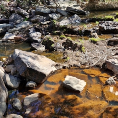 Unverified Other Shrub at Edith, NT - 12 Jul 2024 by AliClaw