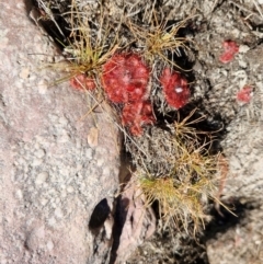 Drosera burmanni (Tropical Sundew) at Douglas-Daly, NT - 12 Jul 2024 by AliClaw