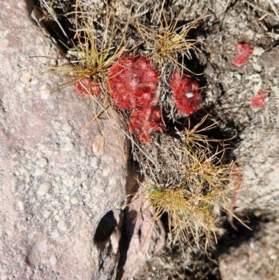 Drosera burmanni (Tropical Sundew) at Douglas-Daly, NT - 12 Jul 2024 by AliClaw