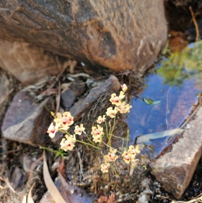 Utricularia fulva (Bladderwort) at Edith, NT - 12 Jul 2024 by AliClaw