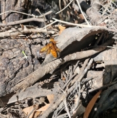 Unidentified Insect at Larrimah, NT - 10 Jul 2024 by AliClaw