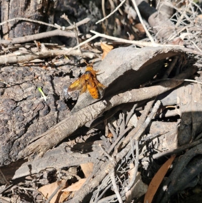 Unidentified Insect at Larrimah, NT - 10 Jul 2024 by AliClaw