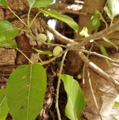 Ficus (genus) at Larrimah, NT - 10 Jul 2024 by AliClaw