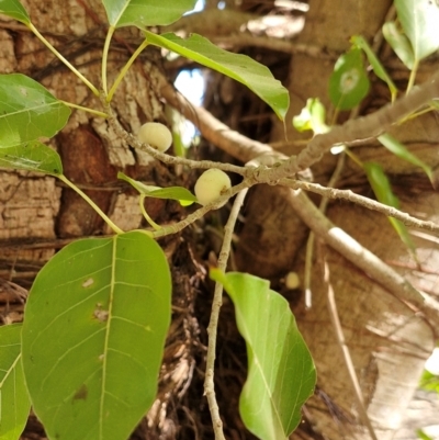 Ficus (genus) at Larrimah, NT - 10 Jul 2024 by AliClaw