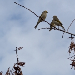 Ptilotula penicillata (White-plumed Honeyeater) at Lawson, ACT - 12 Jul 2024 by mroseby