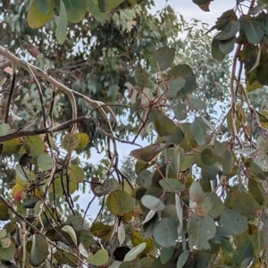 Smicrornis brevirostris at Lawson, ACT - 12 Jul 2024