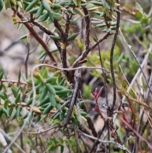 Keyacris scurra at Bungendore, NSW - 12 Jul 2024