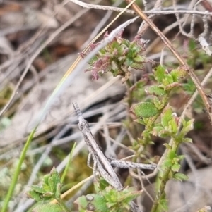 Keyacris scurra at Bungendore, NSW - 12 Jul 2024