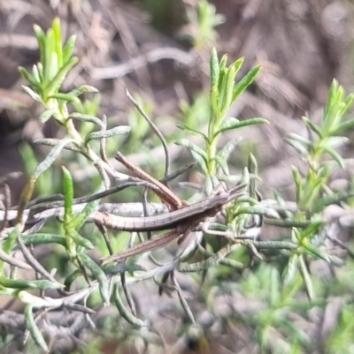 Keyacris scurra (Key's Matchstick Grasshopper) at Bungendore, NSW - 12 Jul 2024 by clarehoneydove
