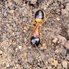 Camponotus consobrinus (Banded sugar ant) at Goulburn, NSW - 12 Jul 2024 by trevorpreston