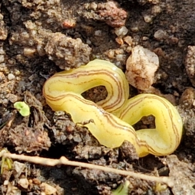 Caenoplana sulphurea (A Flatworm) at Goulburn, NSW - 12 Jul 2024 by trevorpreston