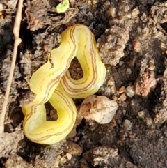 Caenoplana sulphurea at Goulburn, NSW - 12 Jul 2024