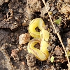 Caenoplana sulphurea at Goulburn, NSW - 12 Jul 2024