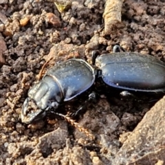 Carenum (genus) (Predatory ground beetle) at Goulburn, NSW - 12 Jul 2024 by trevorpreston