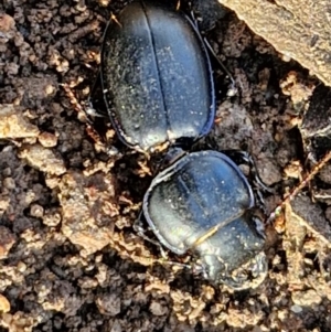 Carenum sp. (genus) at Goulburn, NSW - 12 Jul 2024