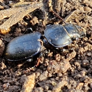 Carenum sp. (genus) at Goulburn, NSW - 12 Jul 2024