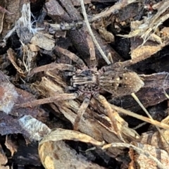 Mituliodon tarantulinus (Prowling Spider) at Goulburn, NSW - 12 Jul 2024 by trevorpreston