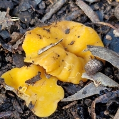 Phaeohelotium (Discinella terrestris aggregate) at Goulburn, NSW - 12 Jul 2024 by trevorpreston