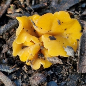 Phaeohelotium (Discinella terrestris aggregate) at Goulburn, NSW - 12 Jul 2024