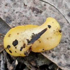 Phaeohelotium (Discinella terrestris aggregate) at Goulburn, NSW - 12 Jul 2024