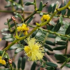 Acacia terminalis (Sunshine Wattle) at Goulburn, NSW - 12 Jul 2024 by trevorpreston