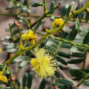 Acacia terminalis at Goulburn, NSW - 12 Jul 2024 03:20 PM