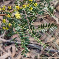 Acacia terminalis at Goulburn, NSW - 12 Jul 2024 03:20 PM