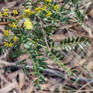 Acacia terminalis at Goulburn, NSW - 12 Jul 2024