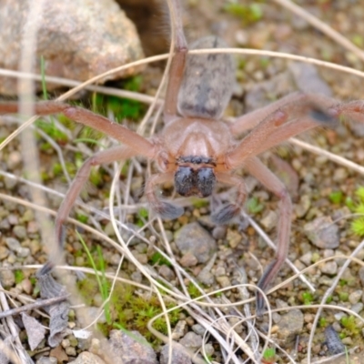 Delena cancerides (Social huntsman spider) at Strathnairn, ACT - 12 Jul 2024 by Kurt