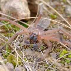 Delena cancerides at Strathnairn, ACT - 12 Jul 2024 12:51 PM