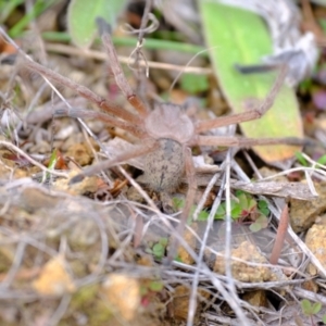 Delena cancerides at Strathnairn, ACT - 12 Jul 2024 12:51 PM