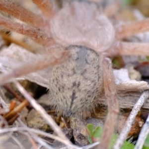 Delena cancerides at Strathnairn, ACT - 12 Jul 2024