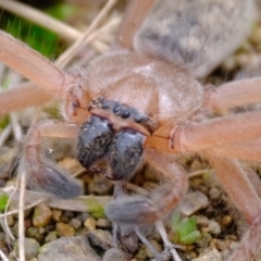 Delena cancerides at Strathnairn, ACT - 12 Jul 2024 12:51 PM