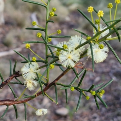 Acacia genistifolia (Early Wattle) at Goulburn, NSW - 12 Jul 2024 by trevorpreston