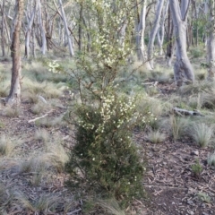 Acacia genistifolia at Goulburn, NSW - 12 Jul 2024 03:19 PM