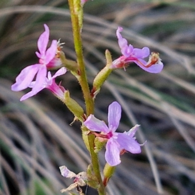 Stylidium graminifolium (grass triggerplant) at Goulburn, NSW - 12 Jul 2024 by trevorpreston