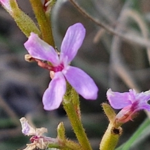 Stylidium graminifolium at Goulburn, NSW - 12 Jul 2024