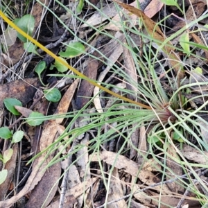 Stylidium graminifolium at Goulburn, NSW - 12 Jul 2024