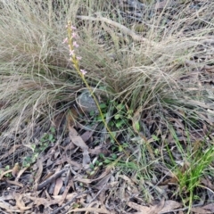 Stylidium graminifolium at Goulburn, NSW - 12 Jul 2024