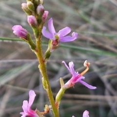 Stylidium graminifolium at Goulburn, NSW - 12 Jul 2024