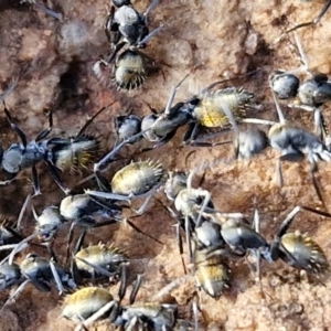 Camponotus aeneopilosus at Goulburn, NSW - 12 Jul 2024