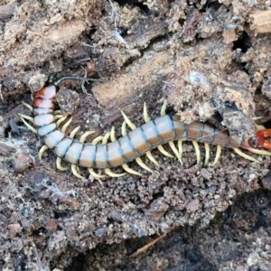 Cormocephalus aurantiipes at Goulburn, NSW - 12 Jul 2024