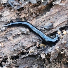 Parakontikia ventrolineata (Stripe-bellied flatworm) at Goulburn, NSW - 12 Jul 2024 by trevorpreston